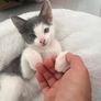 Kitten for a loving home Image 5