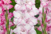 10 x Gladiolus bulbs MY LOVE white/pink