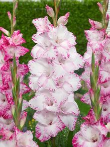 10 x Gladiolus bulbs MY LOVE white/pink