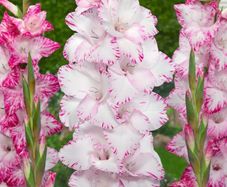 10 x Gladiolus bulbs MY LOVE white/pink