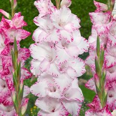 10 x Gladiolus bulbs MY LOVE white/pink