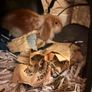 Purebred lop Rabbit male Image 5
