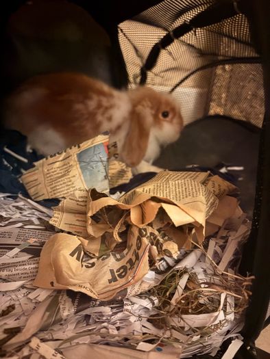 Purebred lop Rabbit male