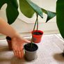 Monstera plants (25e if taking all) Image 2