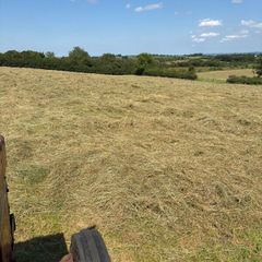 Hay