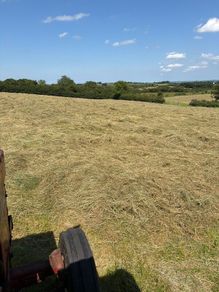 Hay