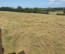 Hay