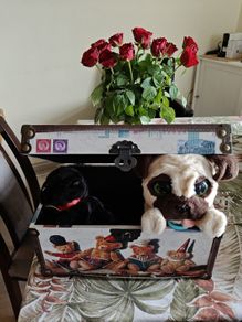 Nice secret box and puppies
