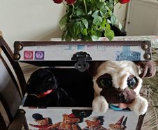 Nice secret box and puppies