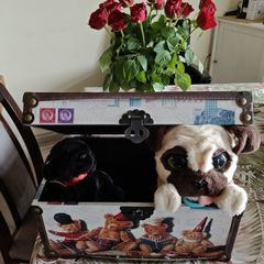Nice secret box and puppies