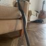 Bontrag Line 35  Handlebars Image 5