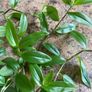 Plant / Houseplant  Tradescantia Fluminensis Green Hill Image 7