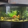 Fish Image 2