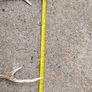sika antlers Image 6