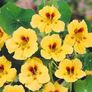 (N) Nasturtium Common Luteus seeds 3g (415625) Image 2
