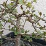Native Irish Hawthorn Bonsai #3 Image 2