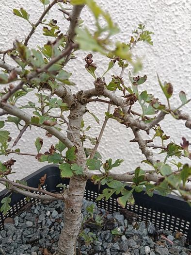 Native Irish Hawthorn Bonsai #3