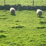 Hoggets Image 5