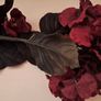 Velvet Hydrangeas Image 10