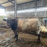 5Shorthorn Bull for sale Image 10