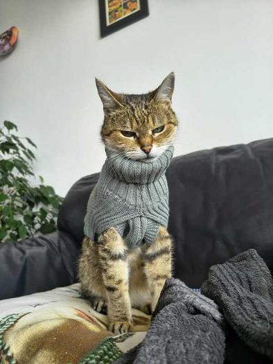 Grey Knitted Jumper for Cat or small Dog - NEW