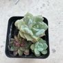 Succulents Image 10