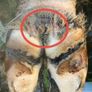 HEALMAX (treatment for Mortellaro and Footrot) Image 4