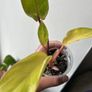 Philodendron Painted Lady Image 2