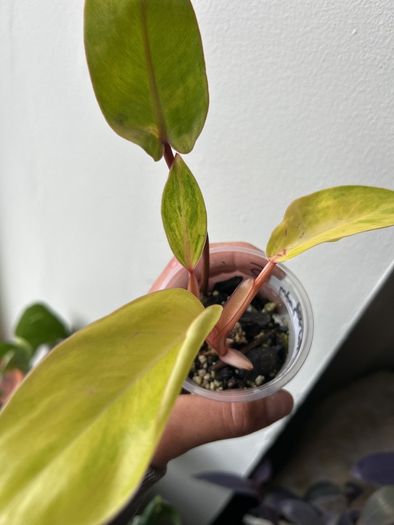 Philodendron Painted Lady