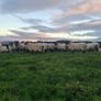 Quality breeding Ewes Image 3