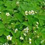 plants Image 2