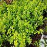 Laurel Hedging Cheap One Euro Image 9