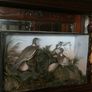 Large cased taxidermy Image 2