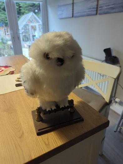 hedwig moving owl