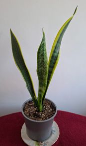Snake Plant