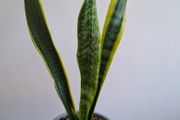 Snake Plant