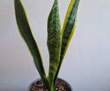 Snake Plant