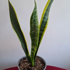 Snake Plant