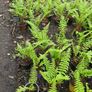 Large Ferns Three Euros Image 2