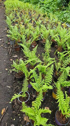 Large Ferns Three Euros