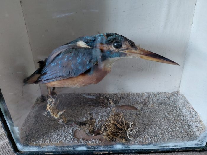 Antique taxidermy Kingfisher in wooden case with a glass front