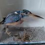 Antique taxidermy Kingfisher in wooden case with a glass front Image 5