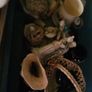 Whole Lot of Ornaments and Decorative Items Image 9
