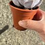 plant Image 3