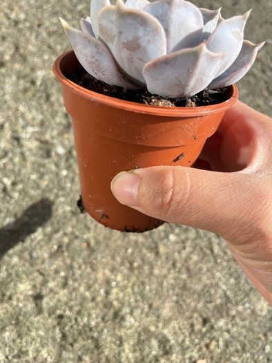 plant