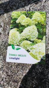 Hydrangea Limelight  in 3 litre pot just 10 euro