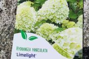 Hydrangea Limelight  in 3 litre pot just 10 euro