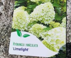 Hydrangea Limelight  in 3 litre pot just 10 euro