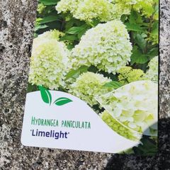 Hydrangea Limelight  in 3 litre pot just 10 euro