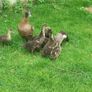 Ducklings Image 2